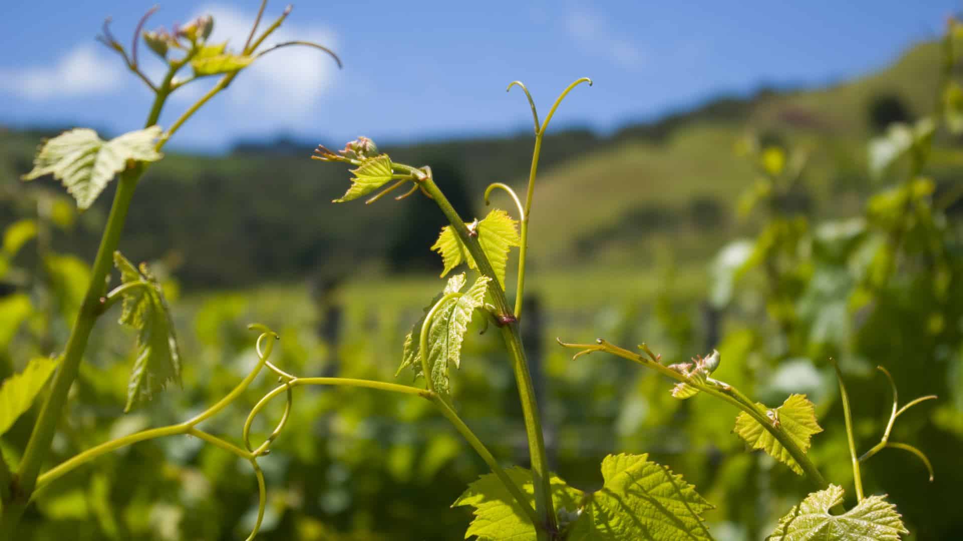 Fresh Green Vineyard