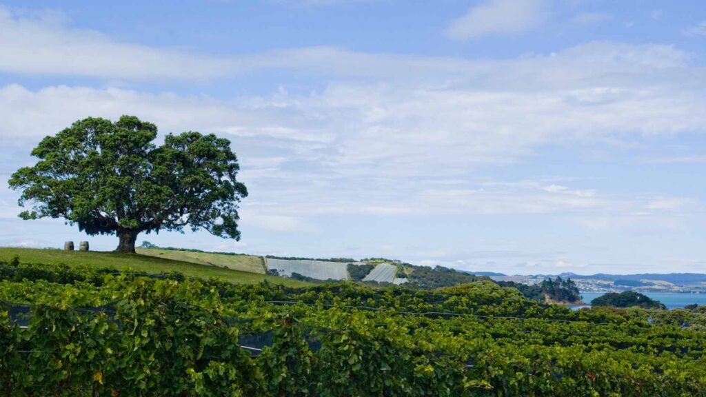 Vineyard of Waiheke Island Wine Tours